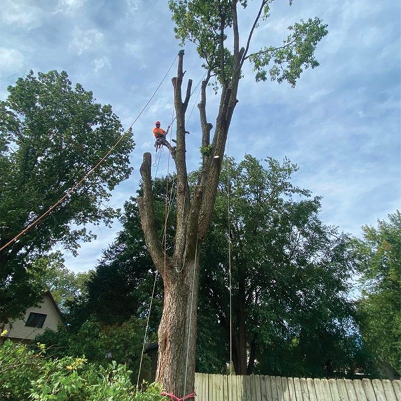 Green Season Landscape Pic-73