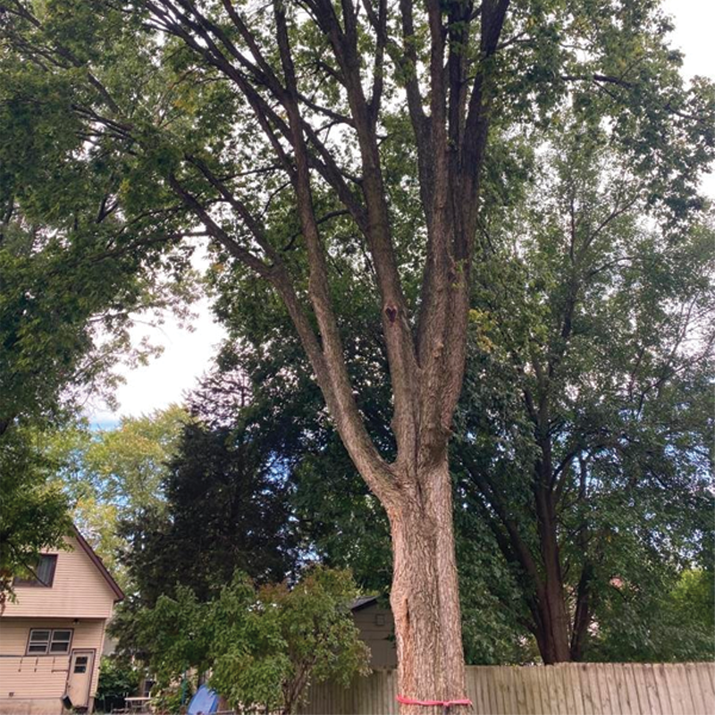 Green Season Landscape Pic-37