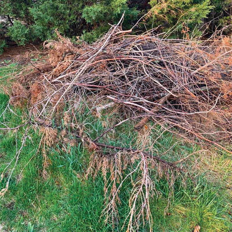 Green Season Landscape Pic-3