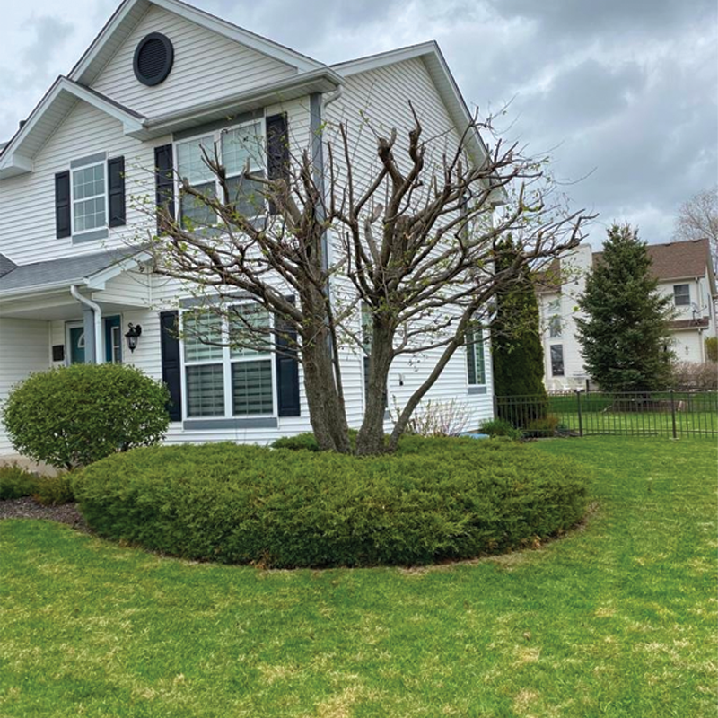 Green Season Landscape Pic-64